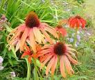 herbaceous plant native to - via Daymix