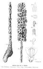 Angiosperm families - <b>Orobanchaceae</b> Vent.