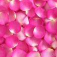fresh rose petals | How To Prune Rose Bushes Trimming