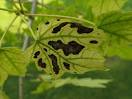 What's Iron Chlorosis? | Cartwright Tree Care