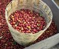 Buying and brewing good coffee in Mexico   Mexico Cuisine