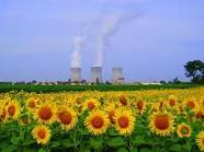 tournesol