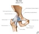<b>Hip Joint</b> Ligaments