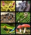 Biology - Wikipedia, the free encyclopedia