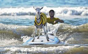 Goatee the surfing goat rides the waves in California Images?q=tbn:ANd9GcQ6cJMASnbfSs8EUL875cts82GAn5kJR5XrpeIzRKYZsMUAiKzgLw