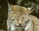 Lynx (Felis Lynx) - Animals - A-Z Animals - Animal Facts ...