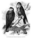 File:Brehms Tierleben-1A BD3 S429-Rotfussfalke.gif - Wikimedia Commons