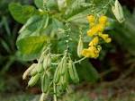 <b>Crotalaria</b>