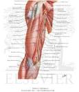 Brachial Artery In Situ - Netter Medical Artwork