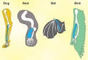 SparkNotes: Evolution and Lamarck: Before Lamarck