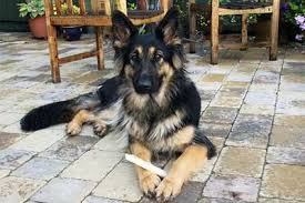 external image images?q=tbn:ANd9GcQ7OyFKFujgfCbuOVR-Jvjy7KqXuYrKQSuirDuc4zyHzzPP8khe