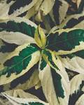 Meadowbrook « The Philadelphia Flower Show Blog