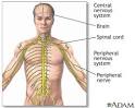 The <b>peripheral nervous</b> system