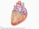 Anatomy of The Heart