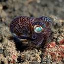 Bobtail Squid « SheWalksSoftly