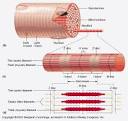 kearnshighscience - AP Bio Chapter 47