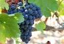 syrah pronunciation