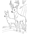 Buck coloring page
