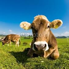 Happy swiss cow on green grass von Rolf Fassbind, lizenzfreies ...