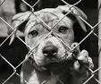 Common Questions about Animal Shelters : The Humane Society of the ...