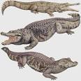 Whats the difference between an alligator and a crocodile