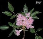 <b>Bignoniaceae</b>