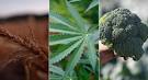 Health law could hinge on wheat, pot and broccoli - Josh Gerstein ...