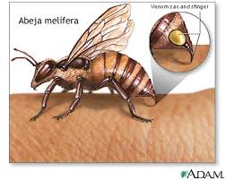 Apiterapia