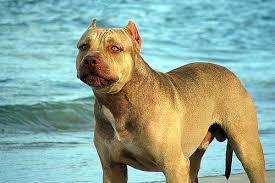 banned dangerous dogs