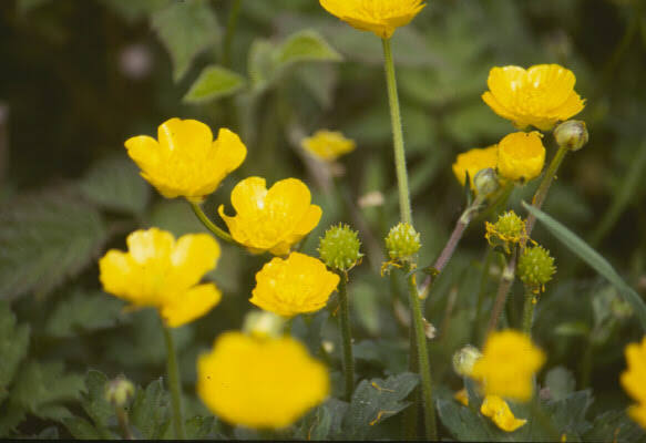 Weeds: Buttercup, creeping – Ranunculus repens | Hortsense ...