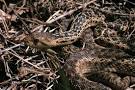 wildherps.com - Gopher Snake (Pituophis catenifer)