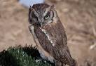 Tropical Screech Owl at the - via Daymix