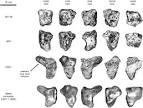 <b>Huesos del carpo del</b> Homo