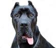 Dog Behavior Training | Solve Dog Behavior Problems With Latest ...