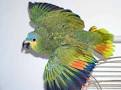 Orange Wing Amazon Parrot Orange Winged Amazon Parrots Orange Wing ...