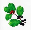 Rhamnus <b>frangula</b>
