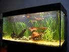 Freshwater Aquarium Setup Tips Aquarium Fish Home