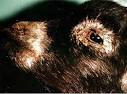 ARCHIVE: Defra, UK - Disease surveillance and control - Notifiable ...
