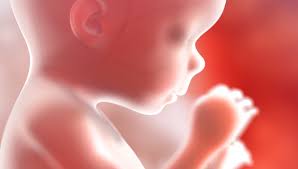 Fetus
