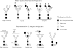 Carbohydrates and glycosylation