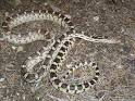 Gopher Snake - Presidio of San Francisco