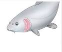 Gill: Animal Facts: Animal Planet