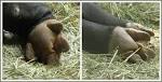 File:Tapir hooves.jpg - Wikipedia, the free encyclopedia