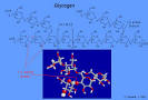 Carbohydrates - Glycogen