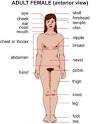Women's health - Medicalook picture