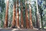 Travel Times: The Redwoods and the Sequoias: Our visit to Sequoia ...