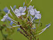 <b>Plumbaginaceae</b> - Wikipedia, the free encyclopedia