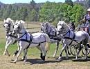 Carriage Driving