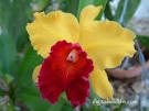 Cattleya Care