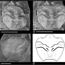 Image result for "Palaeocorystes isericus"